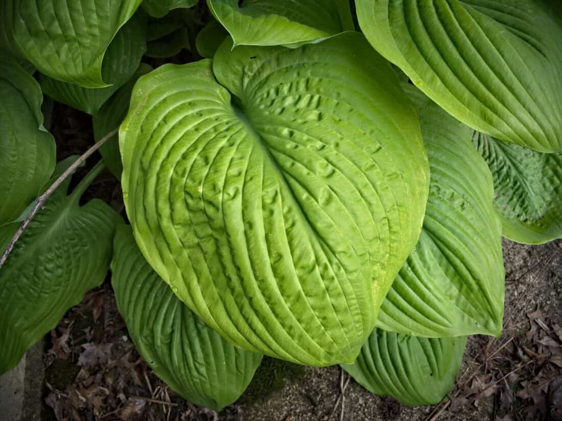 Close-up of large, vibrant chartreuse hosta leaves with prominent veining and texture. The leaves overlay each other, creating a layered effect. Brown leaves and some soil are visible underneath the plant, enhancing the garden scene. The image captures the lush, healthy foliage of the hosta plant.