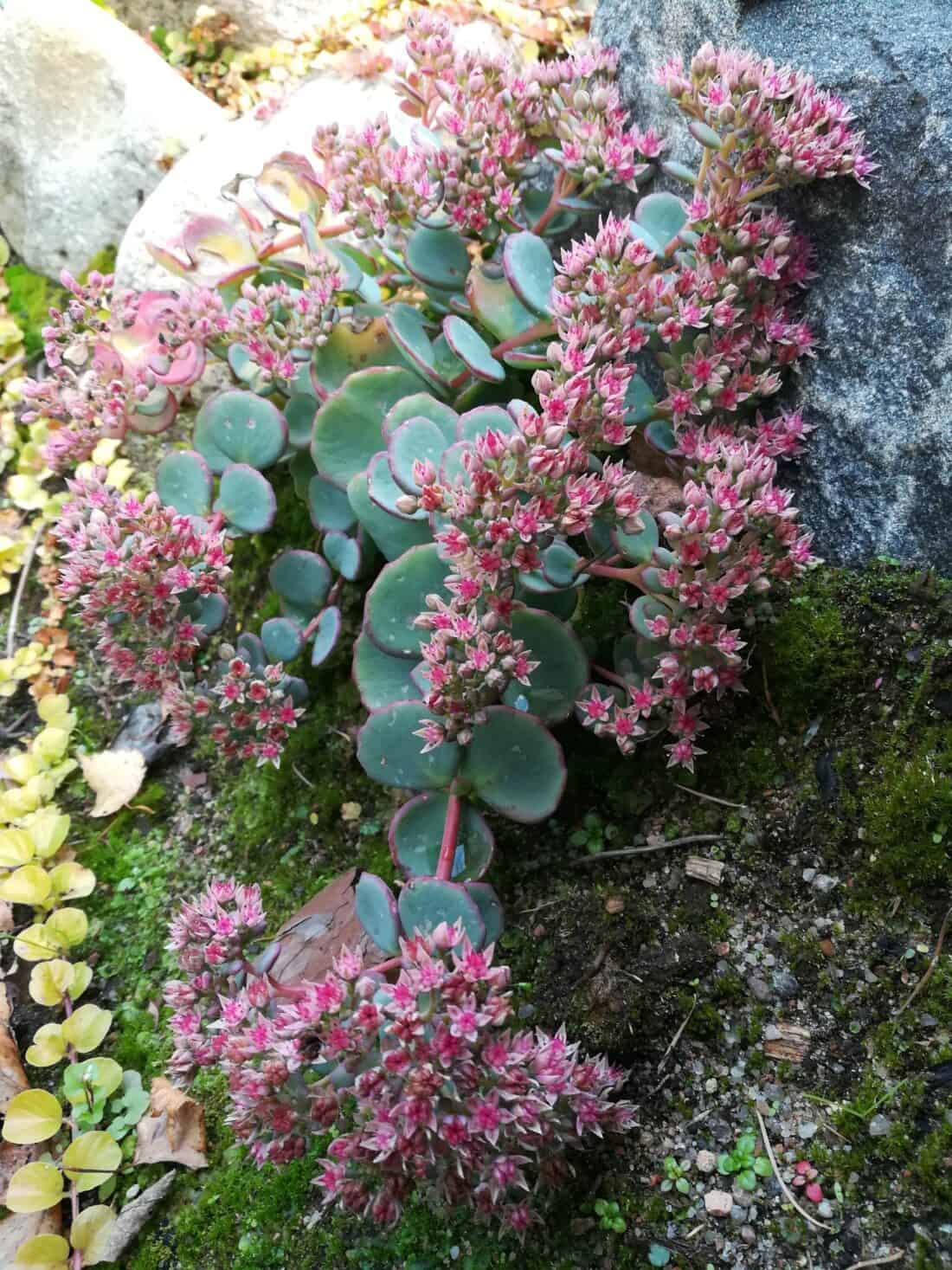 A close-up of a flowering succulent plant with small, pink clusters of flowers. The plant has thick, round green leaves and grows among mossy rocks and gravel in a serene Chartreuse Garden.