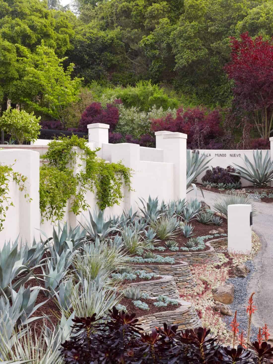A beautifully landscaped garden gallery with a winding pathway beside a white wall adorned with climbing plants, surrounded by various succulents and agave plants. Lush green trees and shrubs create a serene backdrop, reminiscent of Los Gatos. The area is meticulously arranged with a mix of stone and soil.