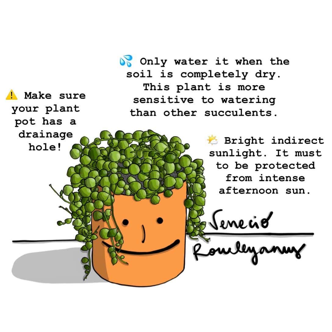 Illustration of a String of Pearls plant in a terracotta pot with a smiley face and a tiny heart. Text highlights care instructions: "Make sure your plant pot has a drainage hole!", "Only water it when the soil is completely dry.", "Bright indirect sunlight. Watch it thrive and fill your heart with joy!