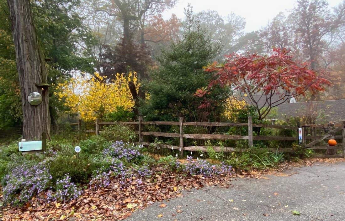 A quaint garden corner in late autumn features bright yellow and red foliage, purple flowers, and fallen leaves. A rustic wooden fence encloses the area with a birdhouse and a holiday ornament on the tree. An ilex verticillata shrub adds vibrant berries, while a pumpkin sits near the fence for an autumnal touch.