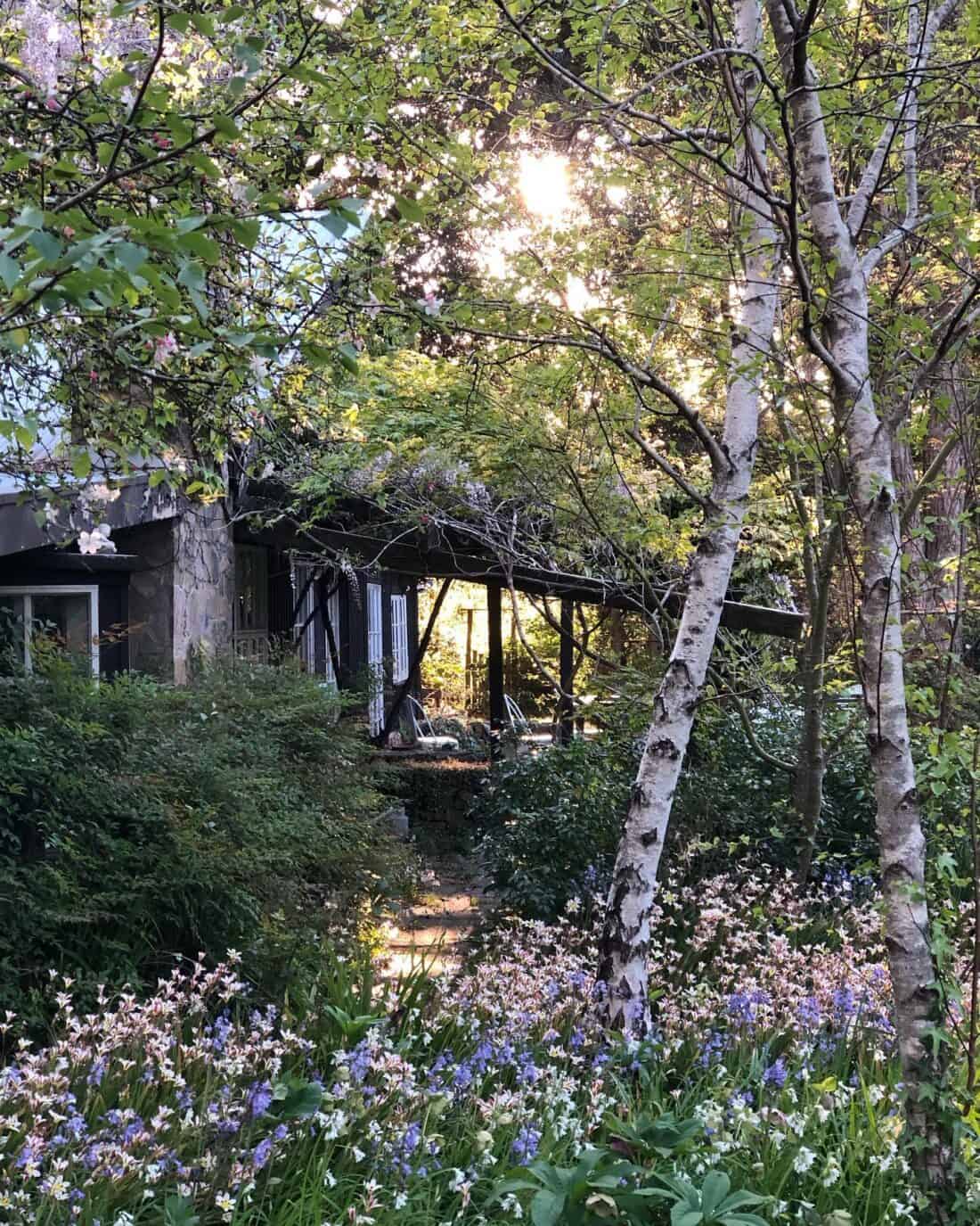 A serene garden with tall trees and abundant greenery. A stone pathway leads to a shaded patio with chairs. Sunlight filters through the leaves, casting a warm glow over the scene. Inspired by Edna Walling, an Australian landscape designer, the garden is dotted with various colorful flowers in bloom.