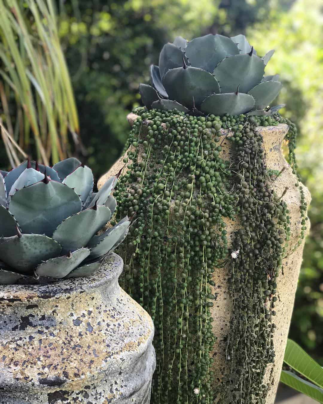 Two large, weathered pots overflowing with plants are pictured. The pot in the foreground contains a blue-green agave plant, while the pot in the background has a similar agave plant and long, trailing strings of small, round green succulent beads that make a gardener’s heart skip a beat.