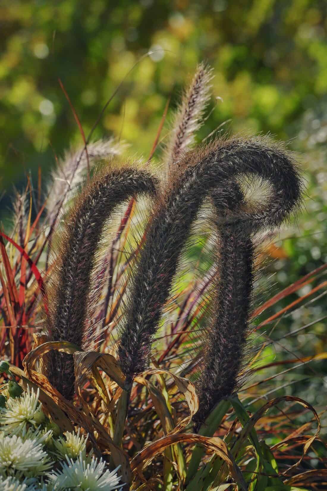 Curved, fuzzy grass seeds arch over a patch of white flowers and red foliage, evoking the essence of an autumn garden against a softly blurred green background.