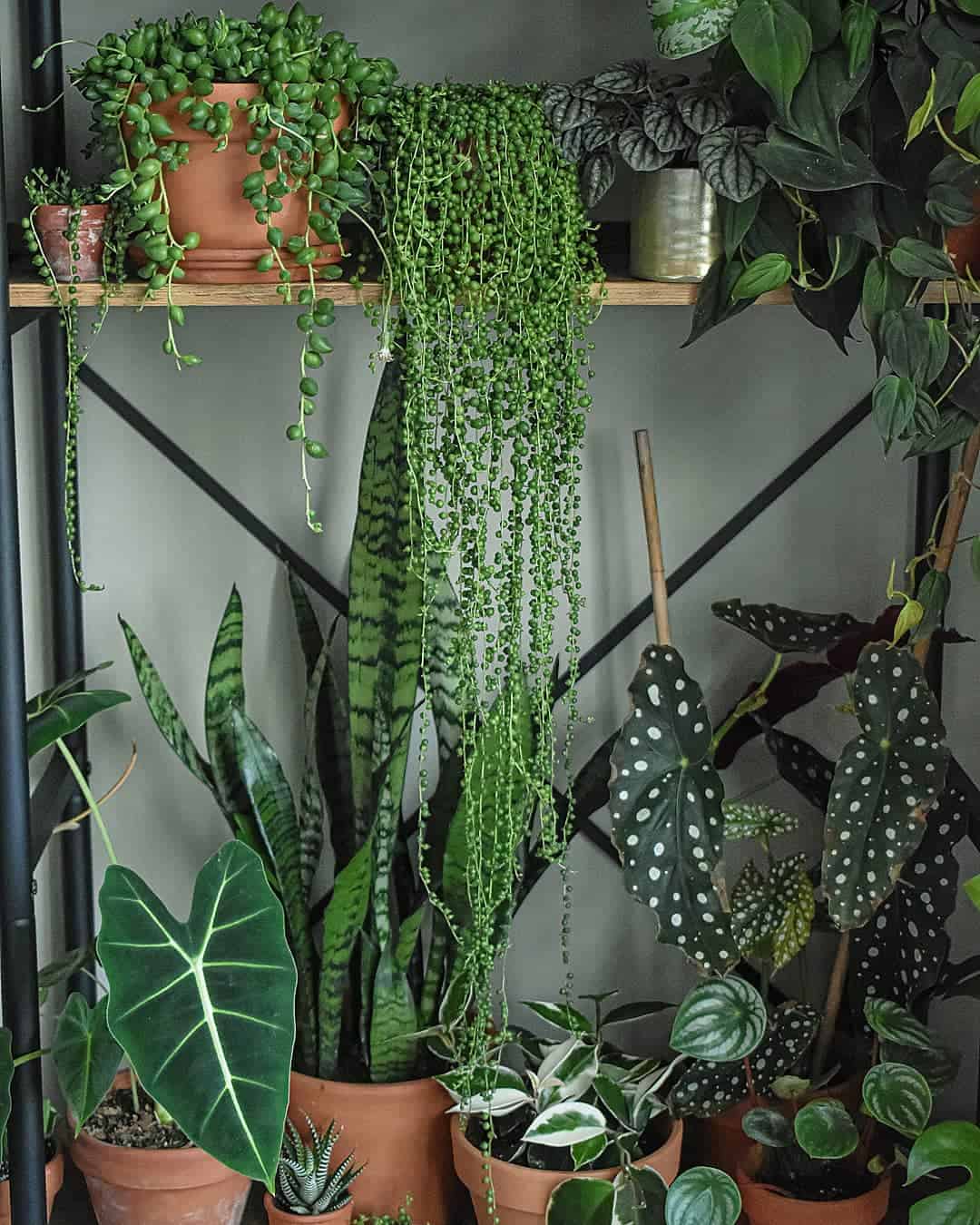 A collection of various potted houseplants arranged on a two-tiered shelf. The top shelf features hanging succulents and leafy plants, while the bottom shelf includes snake plants, polka dot begonia, and other heart-stealing greenery, creating a lush, vibrant display.