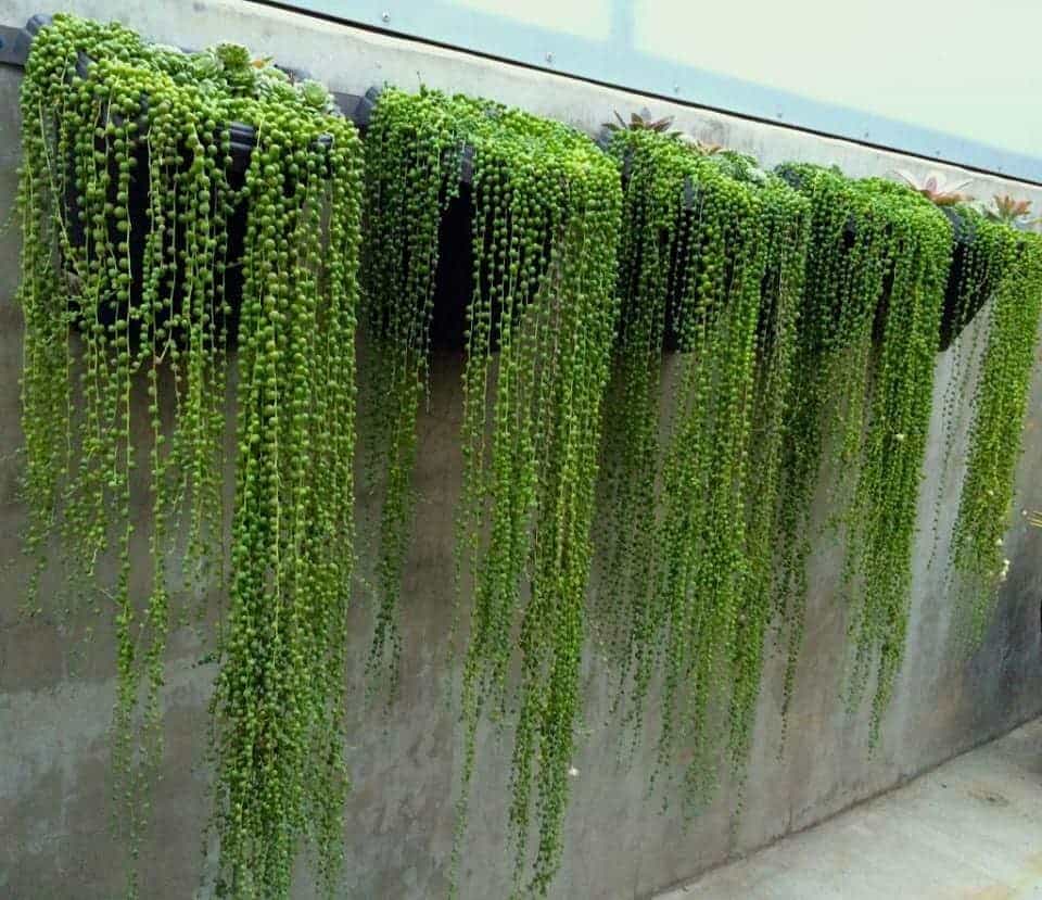 A row of hanging succulent plants, known as "String of Pearls," features long, trailing stems covered in small, round green leaves that cascade like a plant lover's heartbeat. The pots are mounted on a gray concrete wall inside a bright greenhouse.