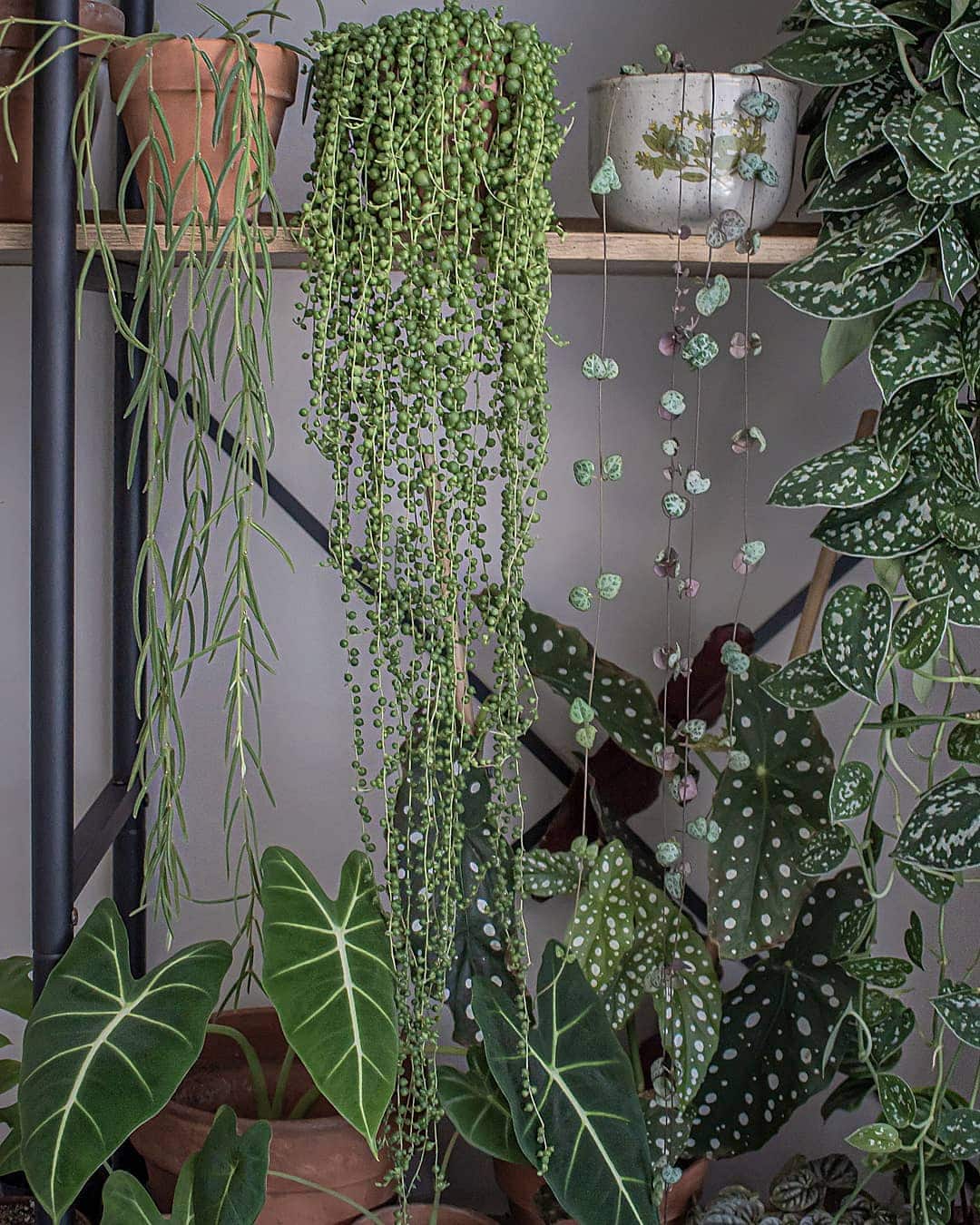 A variety of potted plants arranged on wooden shelves create a charming display. Among them are a cascading string of pearls plant, a string of hearts that makes your heart go pitter-patter, and other green, leafy plants with unique shapes and polka-dotted leaves.