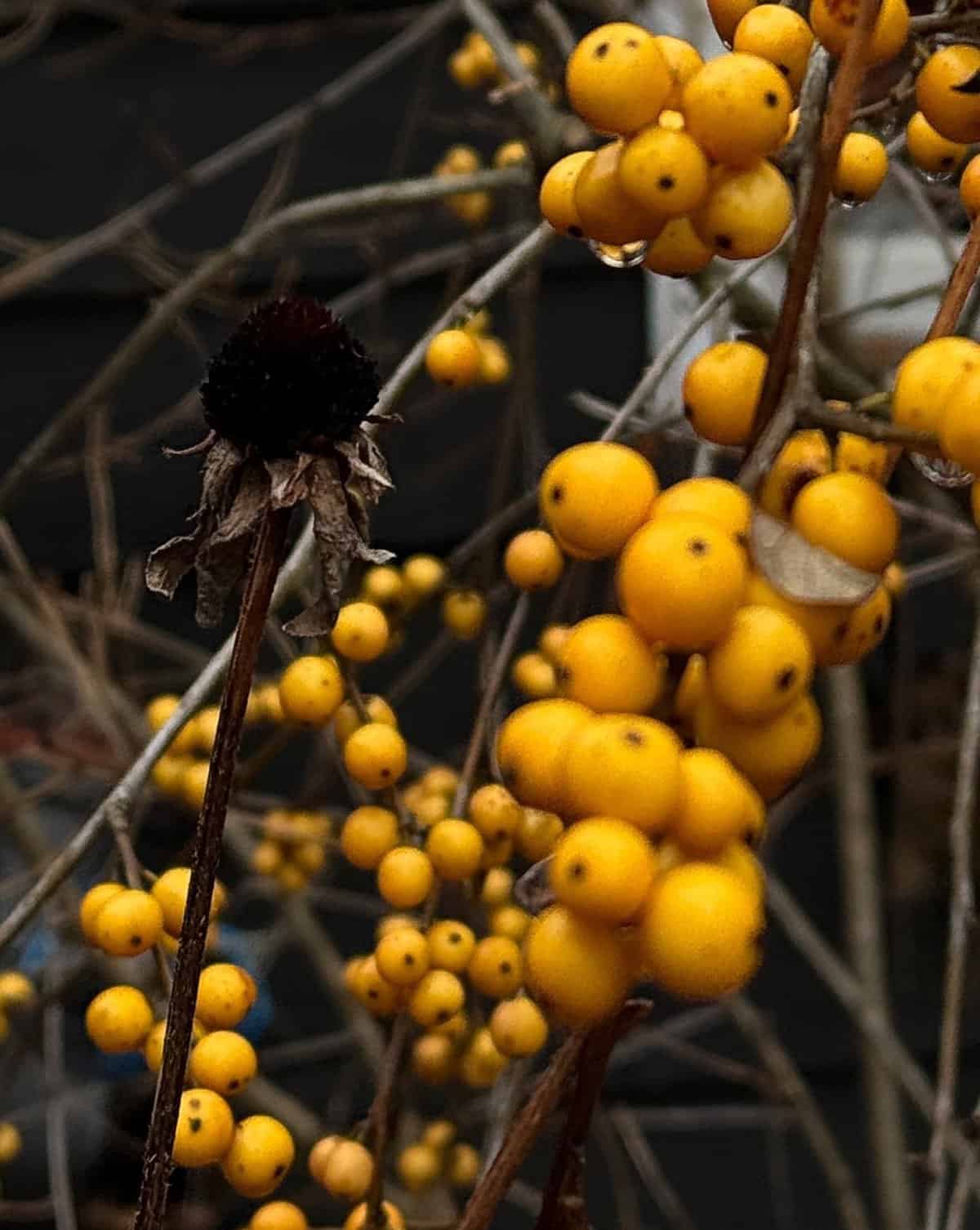 Close-up of a winterberry branch (Ilex verticillata) with clusters of bright yellow berries and a single wilted flower with a dark center. The background is blurred, highlighting the vibrant color and texture of the berries and the contrasting wilted flower.