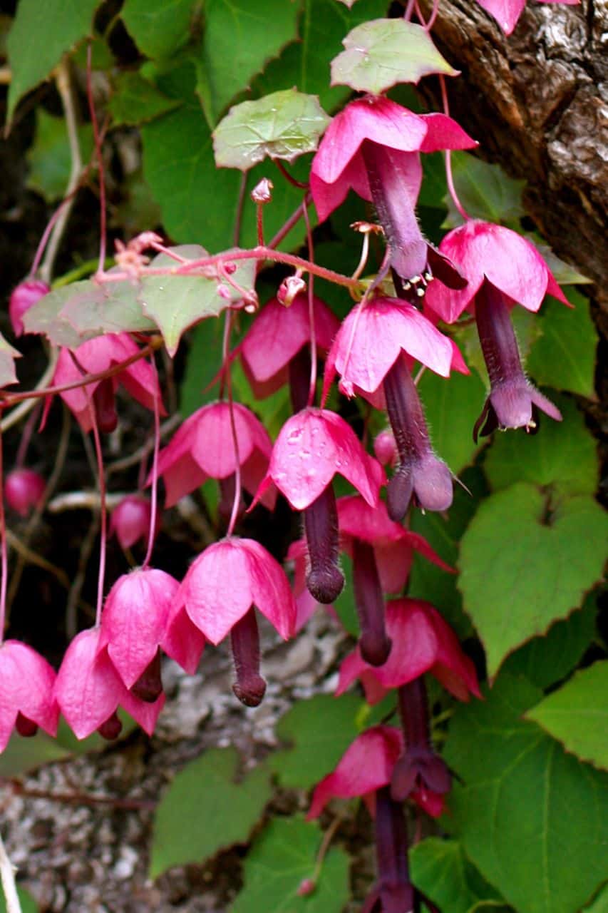 A cluster of Rhodochiton atrosanguineum, or Purple Bell Vine, with pink and deep purple bell-shaped flowers hangs from a vine against a backdrop of green leaves and a tree trunk. The elongated petals differ in shades, creating a striking contrast with the vibrant grass around them.