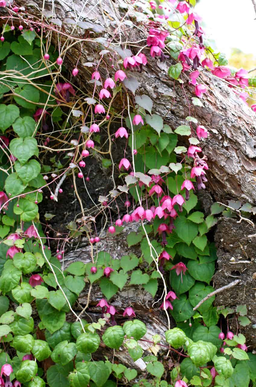 A Purple Bell Vine with clusters of small, pink, bell-shaped flowers and heart-shaped green leaves climbs a large, textured tree trunk. The bright flowers contrast with the rough bark, creating a vibrant and natural scene.