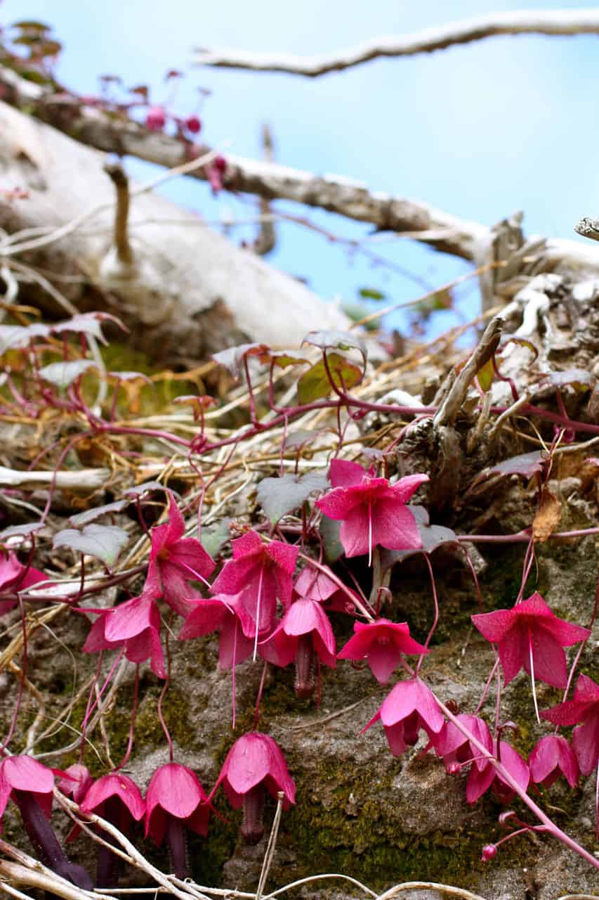 Bright pink flowers hang down from the thin, red-tinged stems of the Rhodochiton atrosanguineum, also known as Purple Bell Vine, against a backdrop of twisted branches and rocky terrain. The sky is partially visible in the upper part of the image, adding contrast to the vibrant blossoms.