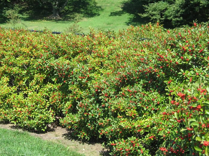 A dense hedge of green, leafy bushes adorned with numerous small red berries, including ilex verticillata, gleams in the bright sunlight. The vibrant colors are accentuated while a grassy lawn and some tall trees stand majestically in the background.