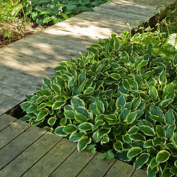 A wooden pathway curves around lush green plants with variegated leaves in the Daily Garden, casting gentle shadows. Ferns and hostas border the path, creating a serene, natural atmosphere.