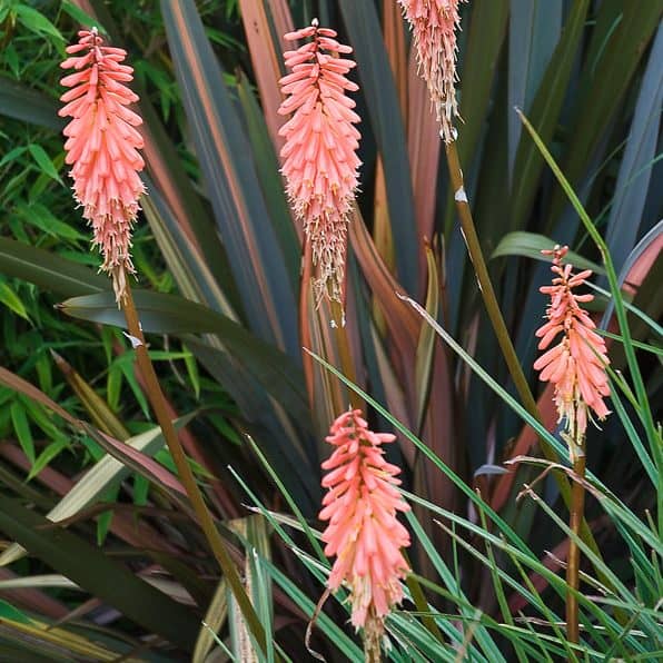 Close-up of several tall flowering plants with orange, tubular blooms arranged in cone-shaped clusters on the ends of long green stalks. In this Daily Garden, the background features strappy leaves in shades of green and brown.