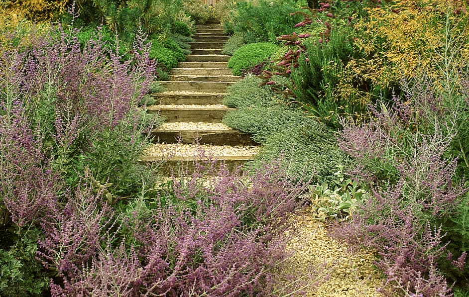 A lush, wild & windswept garden with a stone stairway leading upwards, surrounded by various plants and flowers in shades of green, purple, and yellow. The foreground features vibrant clusters of purple flowers, adding a colorful contrast to the greenery.