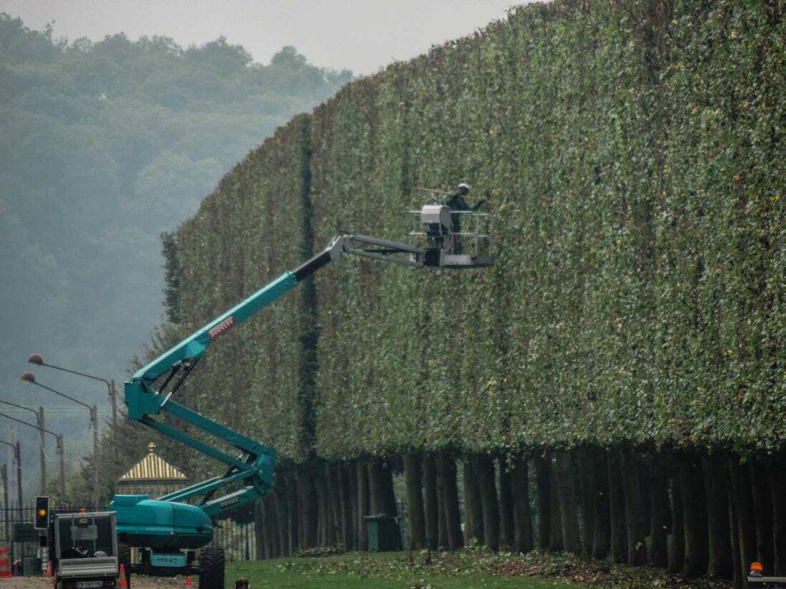 A worker in a cherry picker is trimming a tall, sculpted hedge wall on the side of a road. The meticulously maintained pleached hedge is elevated on a blue hydraulic lift. The background features a wooded area under overcast skies.