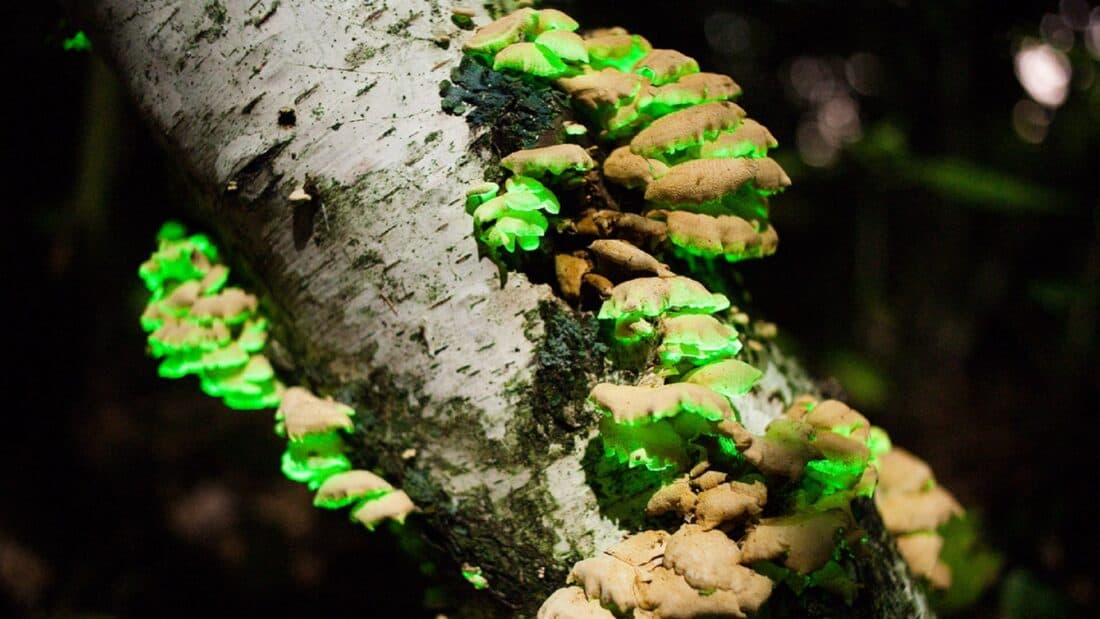 A tree trunk is covered with glow in the dark mushrooms that emit a bright green glow. The tree bark is mostly white with patches of dark grey. The mushrooms cluster together, creating a captivating contrast against the natural dark background.