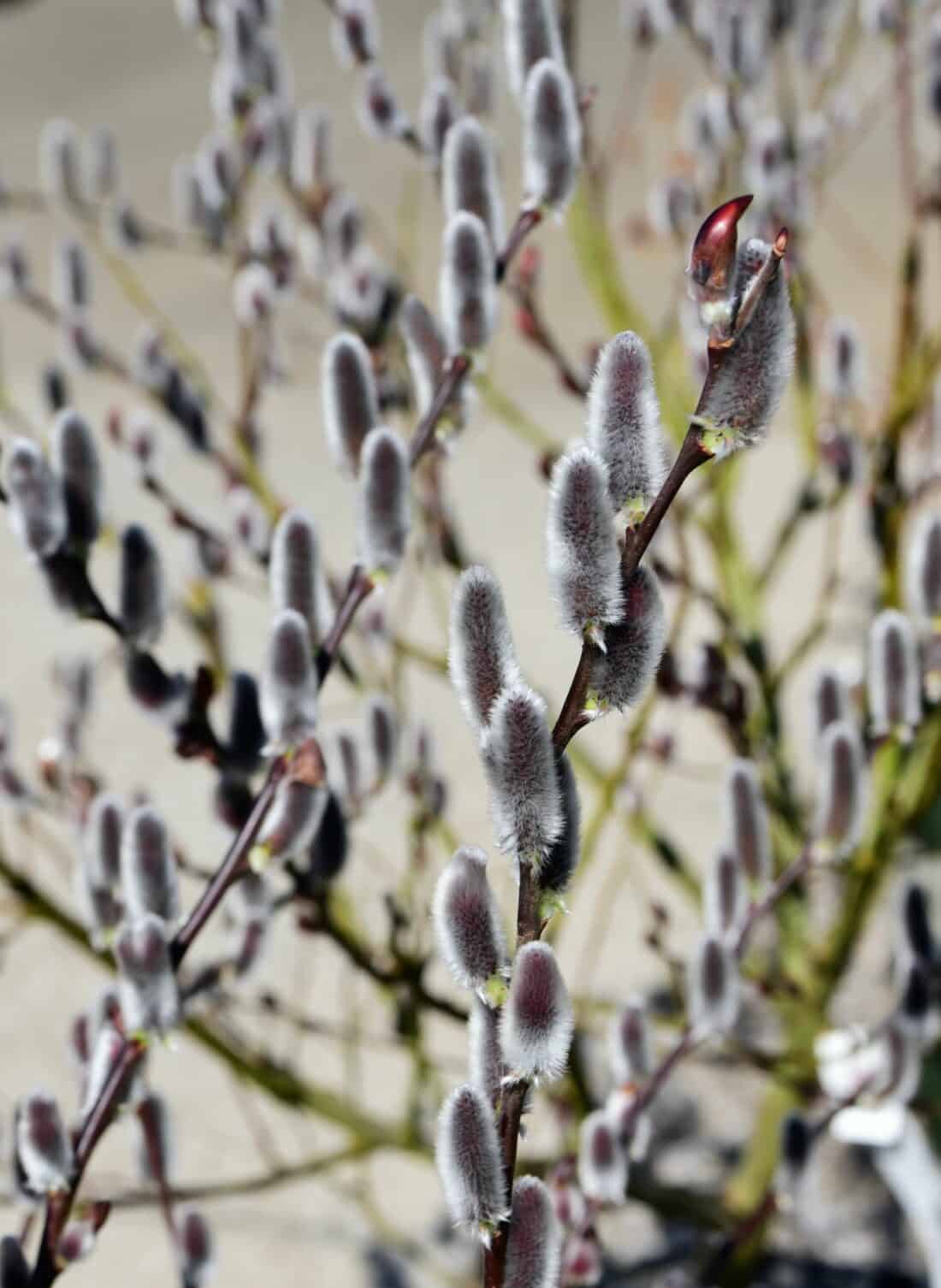 A close-up of a willow shrub, ideal among new shrubs for the cutting garden, displaying fuzzy catkins and red buds on its branches. The background is softly blurred, emphasizing the plant’s texture and color.