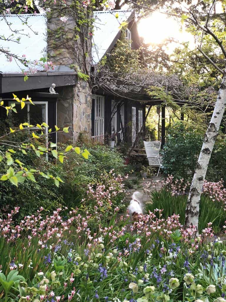 A charming stone and wood cottage is partially hidden by lush greenery and a garden blooming with pink and purple flowers, reminiscent of Edna Walling's designs. In the foreground, a white dog runs along a path leading to the rustic porch, where a white chair sits invitingly. Sunlight filters through the trees.