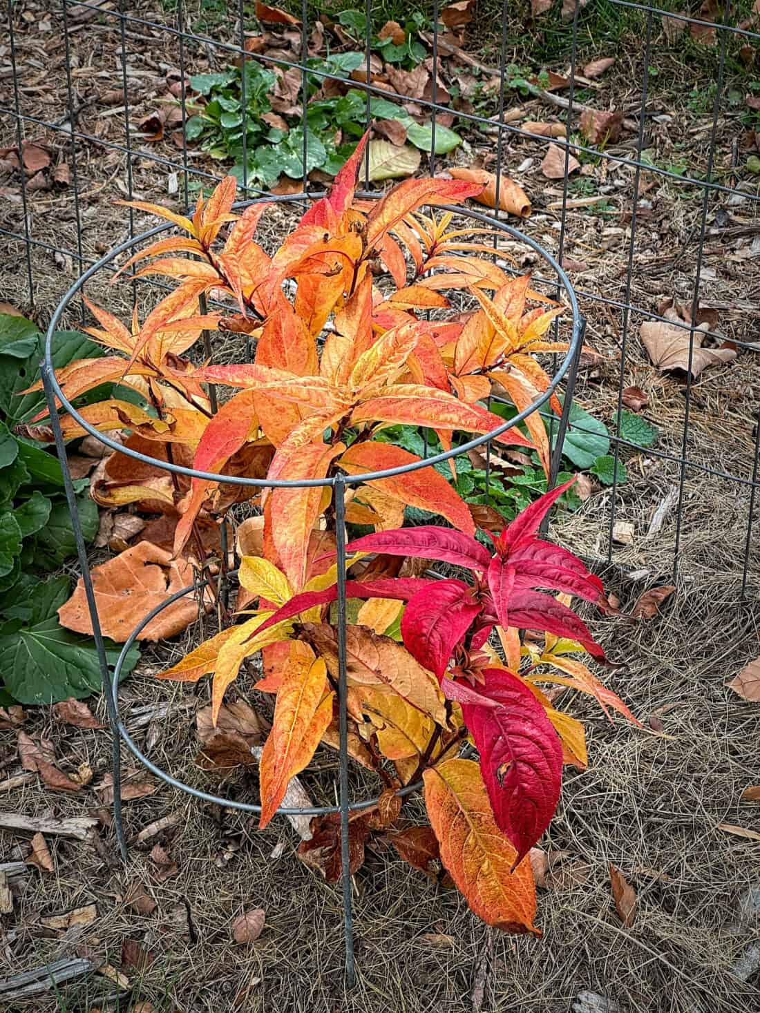 A small plant, perfect for new shrubs in the cutting garden, flaunts vibrant red, orange, and yellow leaves enclosed in a circular wire cage on a dry, leaf-strewn ground. Other green foliage adds depth to the background.