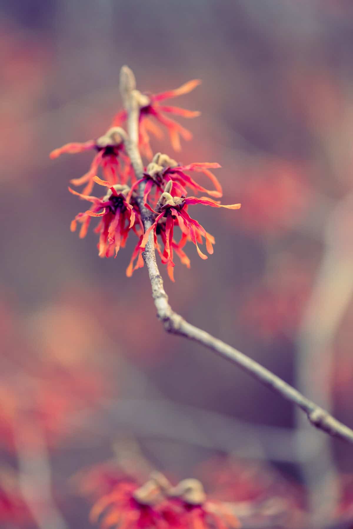 Close-up of a branch with several bright orange and red, spidery-shaped flowers. The background is blurred, highlighting the vibrant colors and delicate structure of the flowers – perfect inspiration for those wondering what to plant with witch hazel.