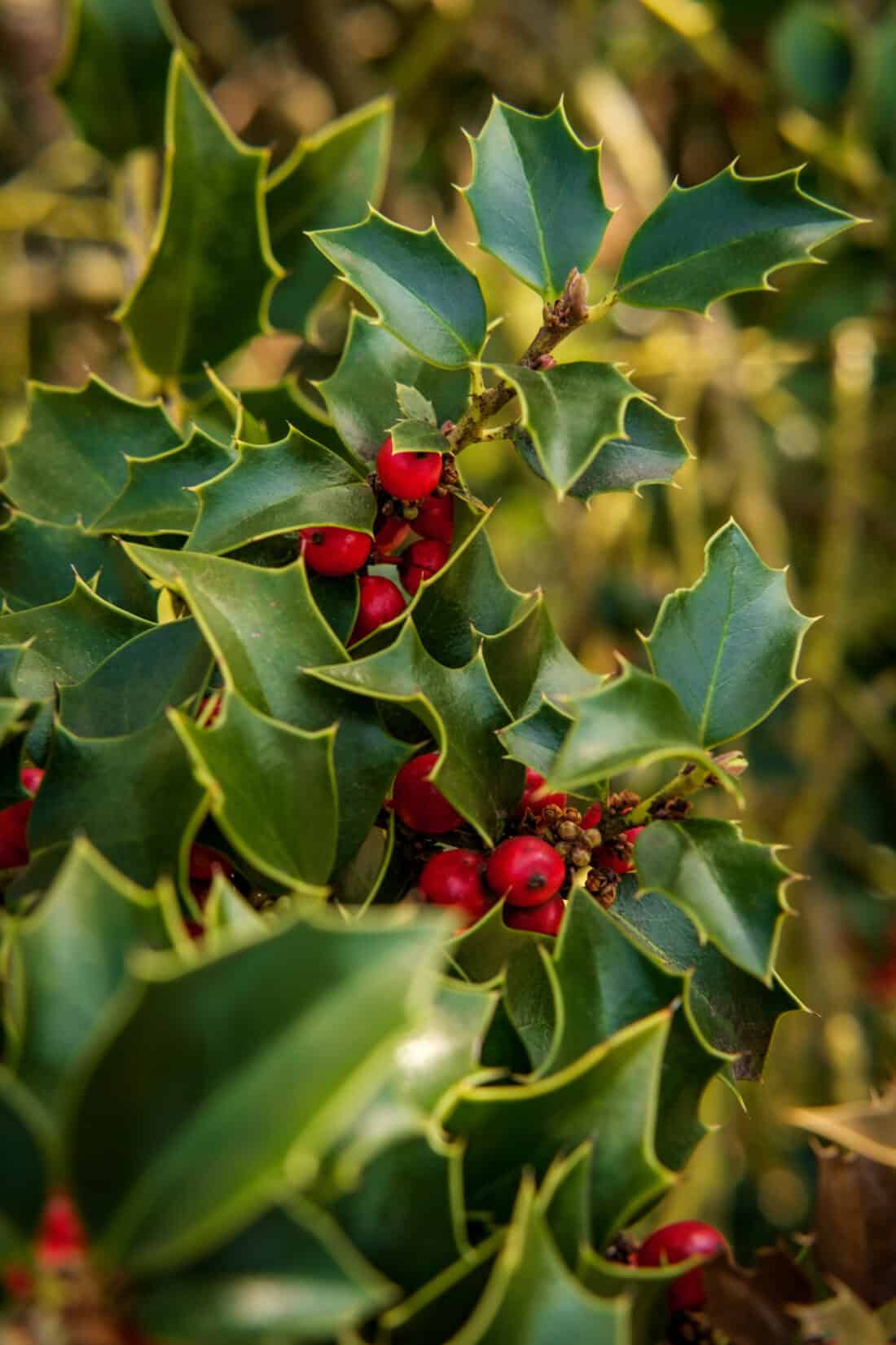 Close-up of an ilex verticillata plant with vibrant green, pointed leaves and clusters of bright red berries. The background is blurred with hints of greenery, emphasizing the detailed texture and color of the holly leaves and berries in the foreground.