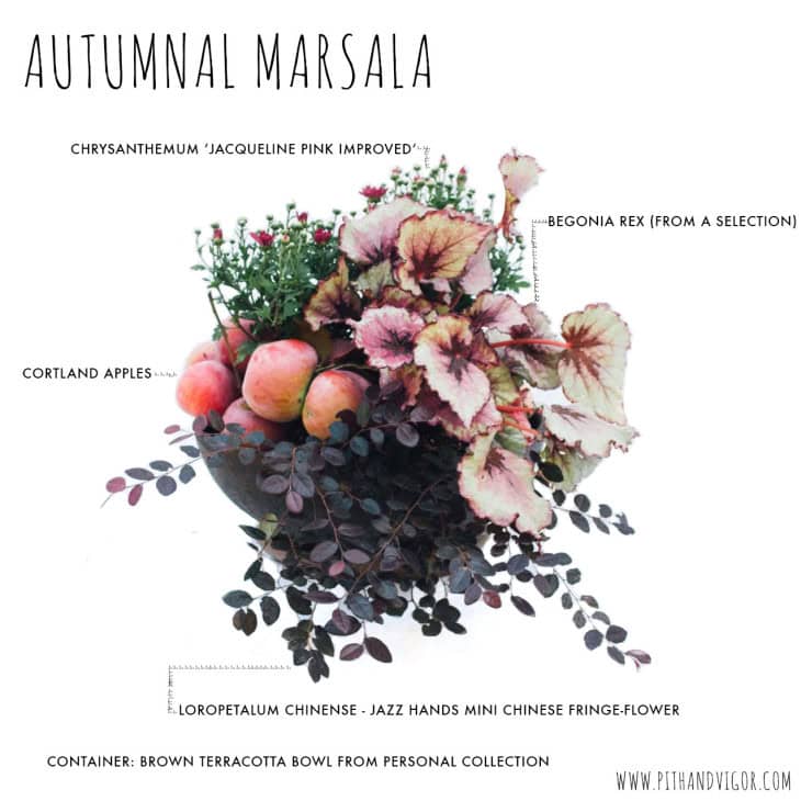 contianer planting recipe - Autumnal merlot from www.pithandvigor.com