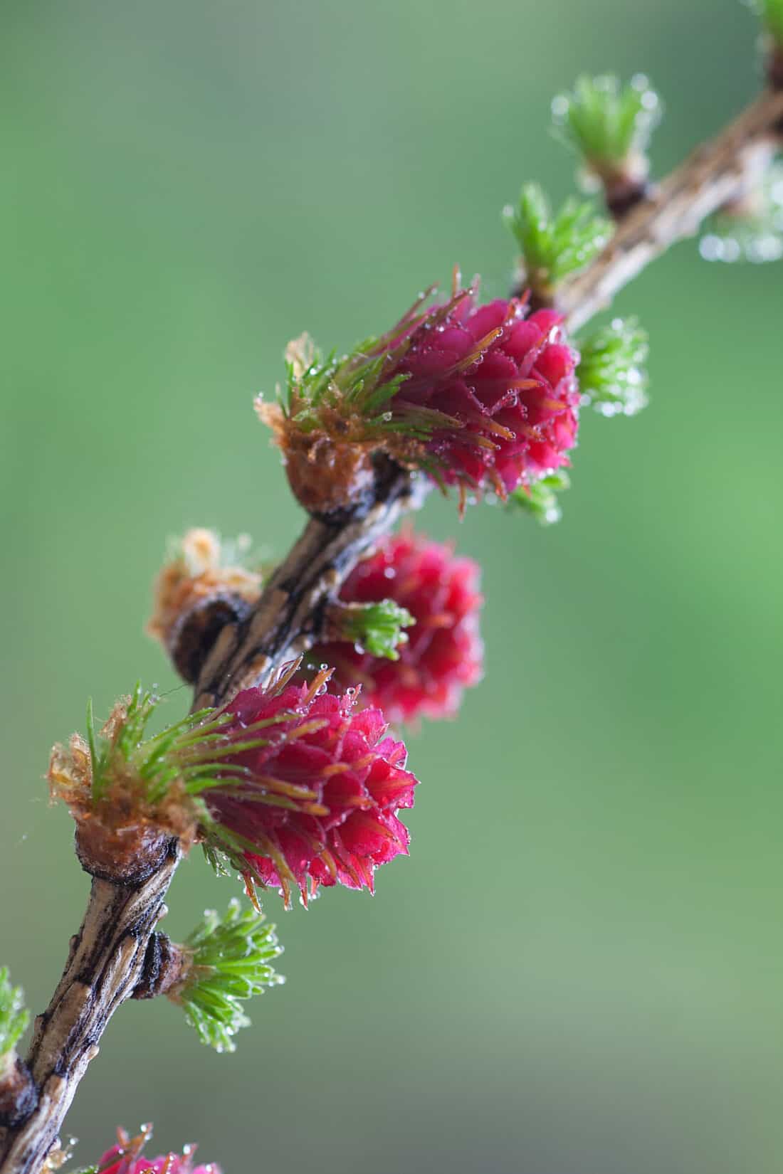 Close-up of small, vibrant red / pink pine cones and green buds on a delicate Larix decidua pendula branch, with glistening water droplets on the cones. The background is a soft, out-of-focus green that highlights the details of the branch and its vivid colors.