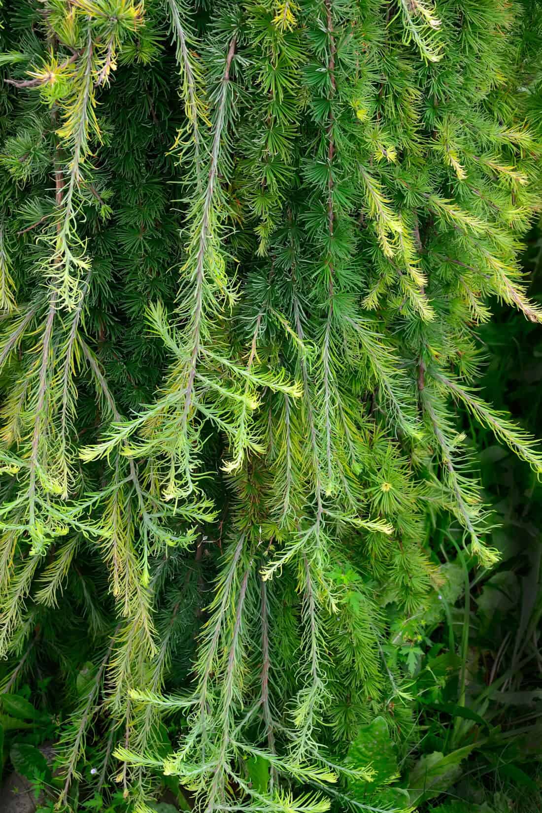 Close-up view of long, thin branches of a Larix decidua tree, with lush green needles hanging downward. The branches appear dense and layered, creating a cascading effect. Small patches of new, lighter green growth are visible amidst the darker foliage. Perfect for any Plant Crush enthusiast!