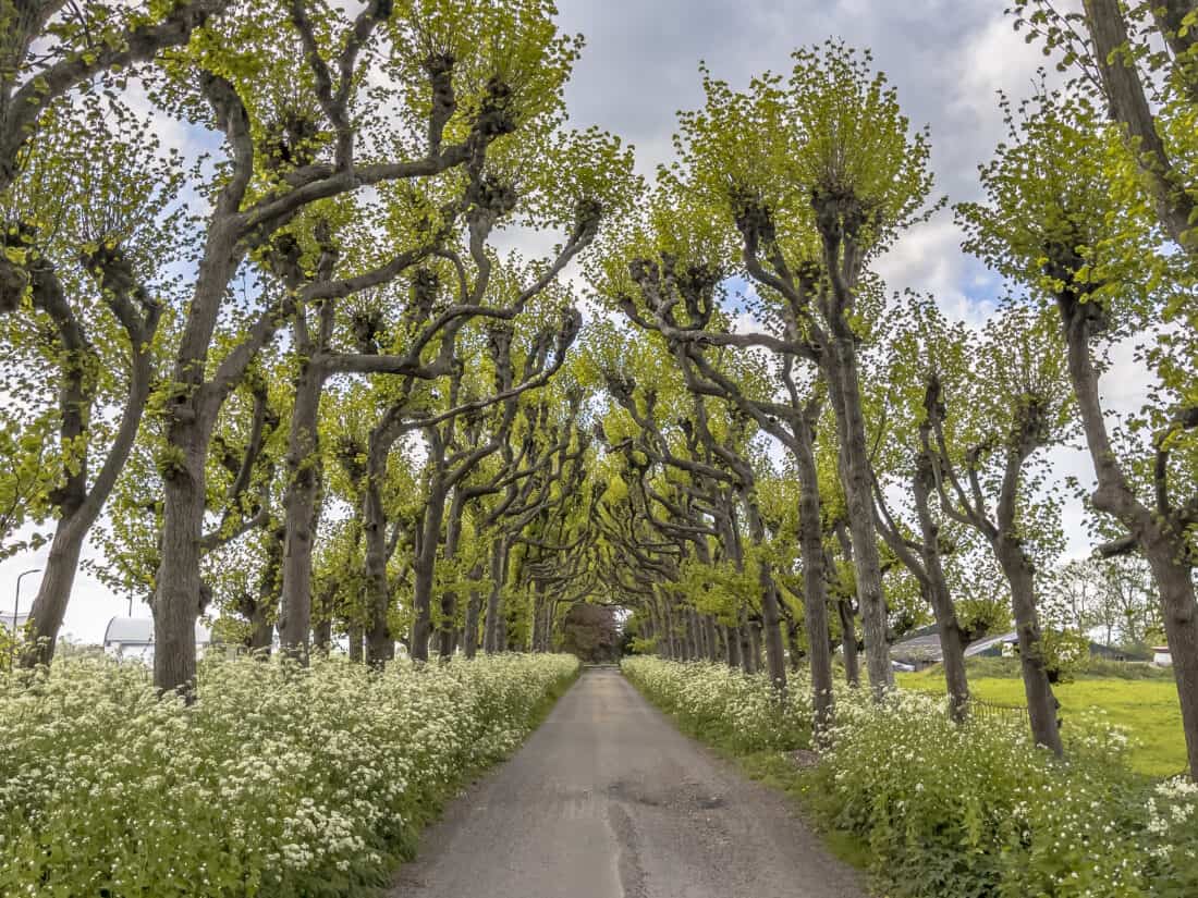 A narrow path lined with tall, leaf-covered trees on both sides, creating a canopy overhead. The ground near the sculpted trees is filled with small white flowers in bloom, and the sky above is mostly cloudy with patches of blue.