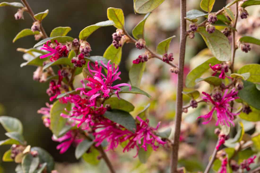 Close-up of a shrub with vibrant pink, spiky flowers and green leaves. The flowers are clustered together, contrasting with the surrounding foliage. The background is blurred, highlighting the detail and colors of the flowers and leaves in the foreground. Ideal as witch hazel companion plants.