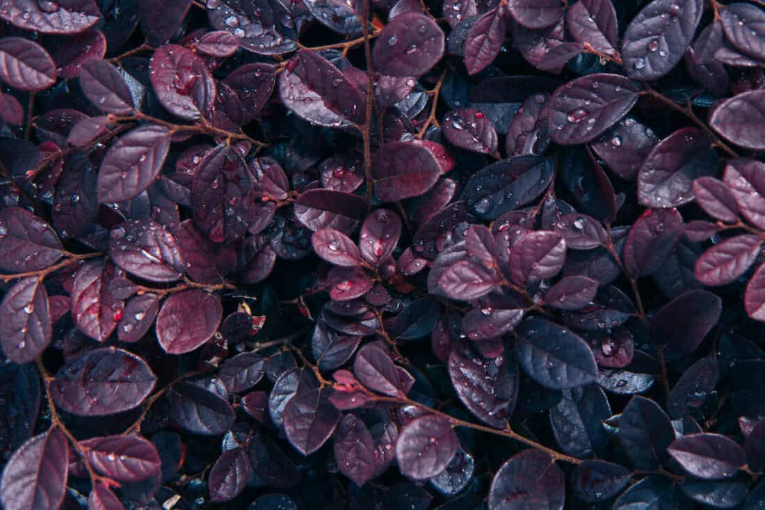 Close-up of dark purple leaves covered in water droplets. The rich colors range from deep maroon to almost black, creating a lush background perfect for companion plants for hellebore. Water droplets glisten on the leaf surfaces, adding a fresh, vibrant appearance.