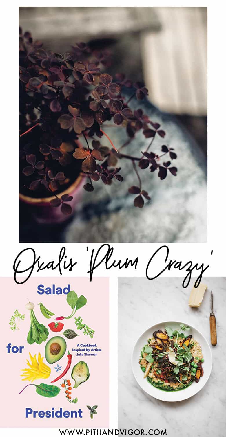 A collage featuring three images: the top shows a close-up of a potted Oxalis 'Plum Crazy,' a type of wood sorrel with dark purple leaves. The bottom left image is a book cover titled "Salad for President." The bottom right image displays a bowl of fresh salad on a marble surface.