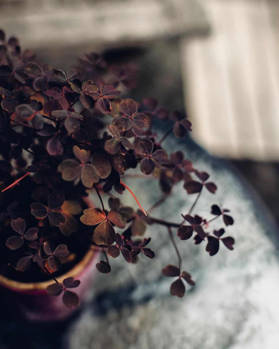 Close-up of a small potted wood sorrel plant with dark maroon, clover-like leaves, placed on a gray, textured surface. The background is slightly blurred, creating a subtle contrast that highlights the delicate foliage of the plant.