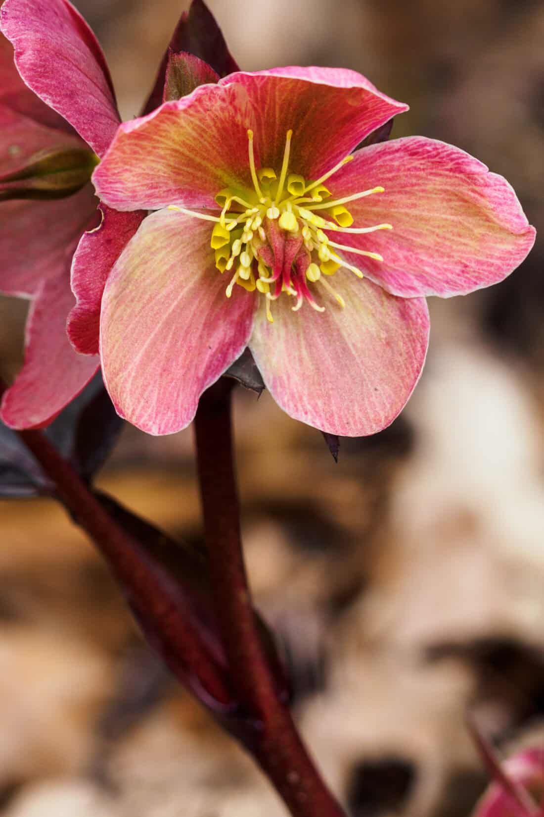 Close-up of a pink hellebore flower with soft, overlapping petals. The center of the flower features bright yellow stamens. The background is a soft blur of earthy tones, emphasizing the vibrant colors of the bloom, making it a perfect companion plant for witch hazel.