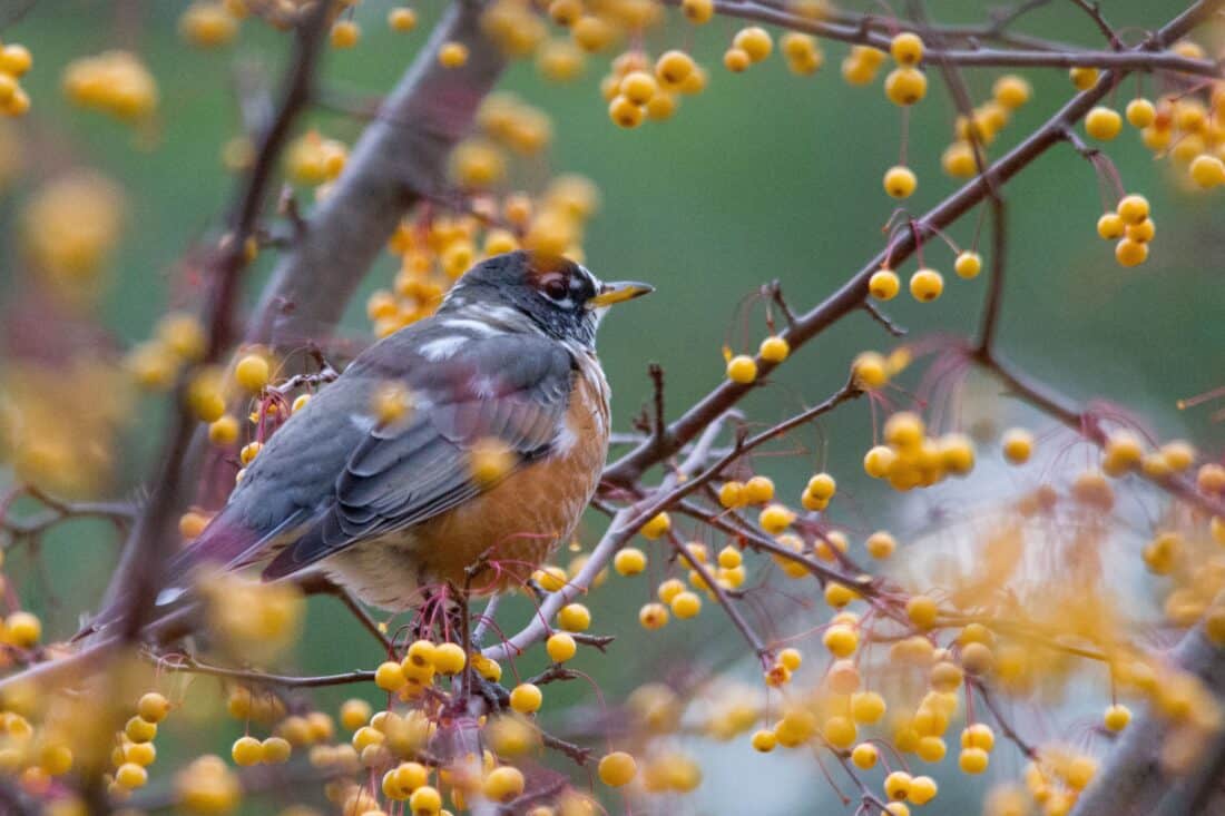 A robin perches on a branch surrounded by clusters of small, bright yellow berries, as if positioned in a cutting garden. The bird's brown and orange feathers blend with the autumnal colors, creating a harmonious scene against a blurred background dotted with new shrubs.