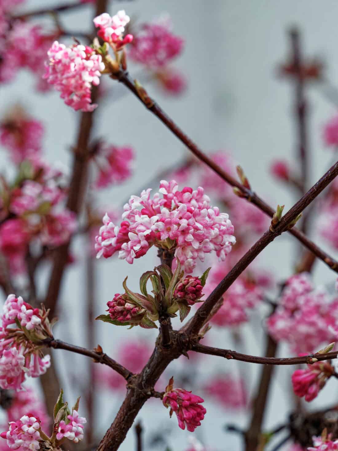 Close-up of pink cherry blossoms on brown branches, with a few buds still not fully bloomed. The background is blurry, making the vibrant blossoms the focal point of the image. Supplement this scene with witch hazel as companion plants for a delightful blend that truly evokes a sense of springtime.