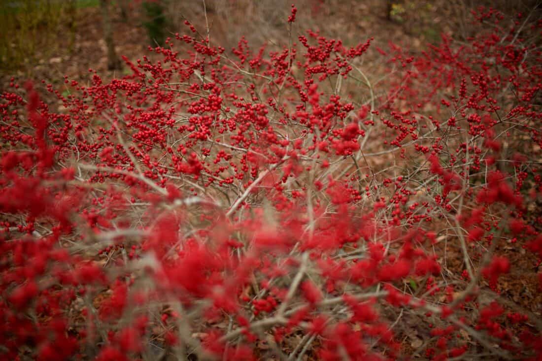 A dense and vibrant display of bright red winterberries on thin, leafless branches. The background fades into a blur of similar textures and colors, suggesting a large Ilex verticillata thicket teeming with the colorful berries. The ground is covered with fallen leaves, creating an Arkansas autumn scene.