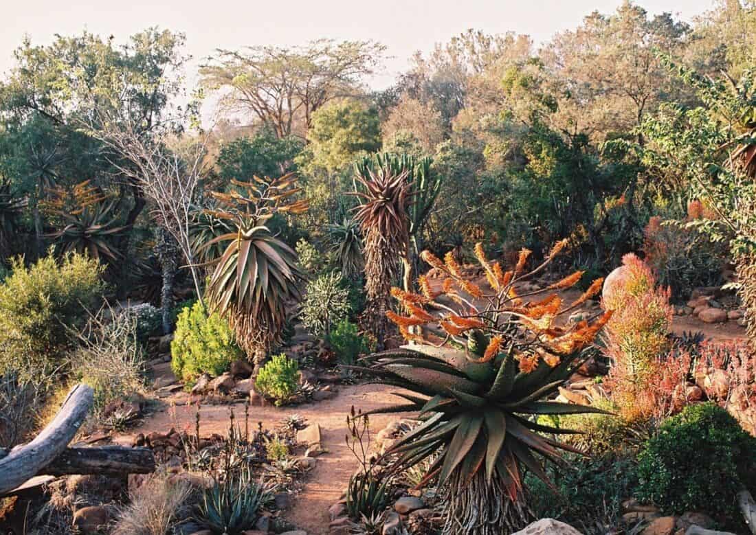 A desert garden is filled with various types of succulent and cactus plants. Tall spiky plants with orange flowers dominate the foreground, while assorted greenery and desert vegetation populate the background. The rockery and dirt pathways add to the rugged landscape, reminiscent of South African vistas.