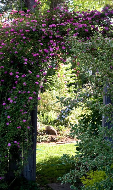 A wooden garden archway covered in lush green foliage and clusters of small pink flowers, reminiscent of the *Romance of the Rose*, leads to a sunlit garden. In the background, various plants and trees are visible, with a lawn and a rock adding to the tranquil garden scene.