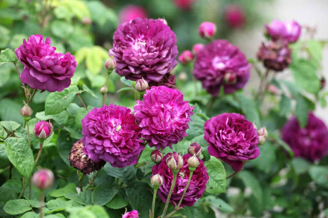 A cluster of vibrant purple roses in full bloom is surrounded by lush green foliage, reminiscent of the timeless "Romance of the Rose." Some buds and partially opened flowers are also visible, adding to the dense and lively garden scene. The background shows more roses and leaves, completing this natural setting.