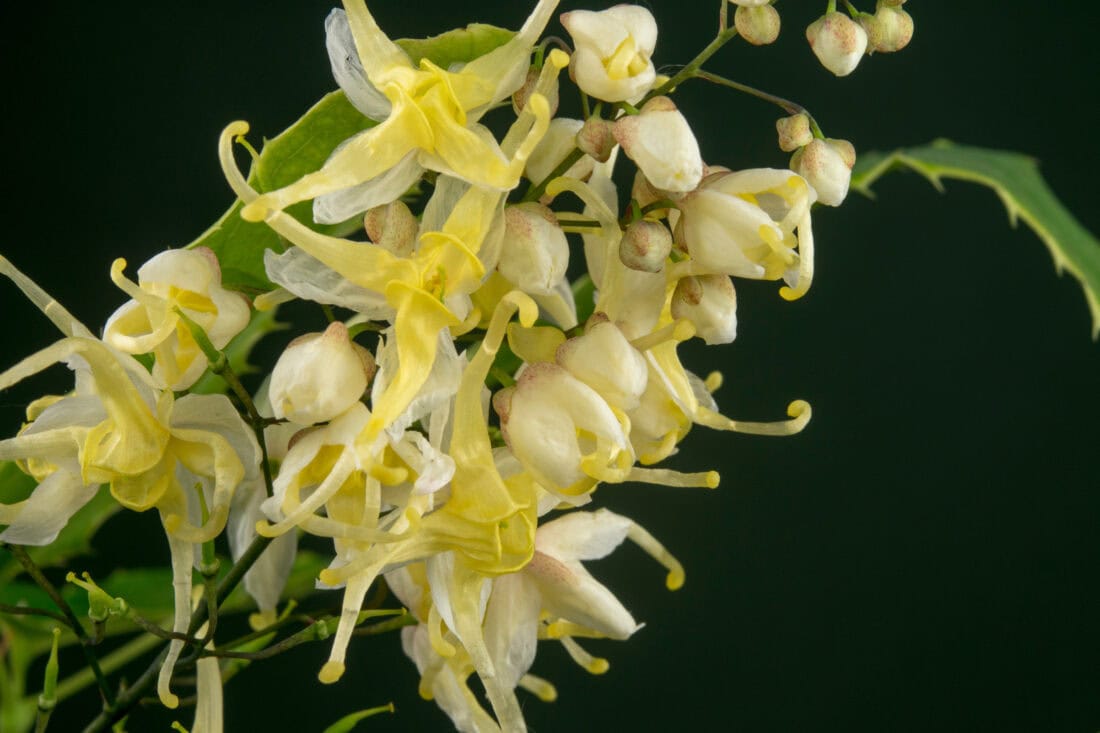 A cluster of delicate, pale yellow and white flowers, likely from an orchid species, with intricate, twisted petals and buds. The blossoms are set against a dark green background, highlighting their soft colors and intricate shapes—reminiscent of the rare Epimedium wushanense plant.