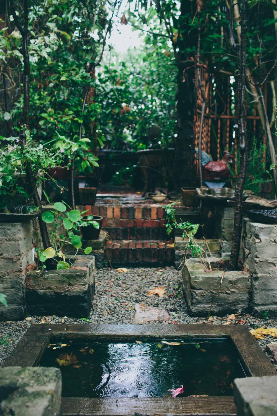 A serene garden with a small stone pond reflecting raindrops in the foreground. The pathway, bordered by lush greenery, leads to a set of brick steps and a rustic wooden gate in the background. The setting is tranquil and filled with dense foliage, reminiscent of a neglected Victorian garden.