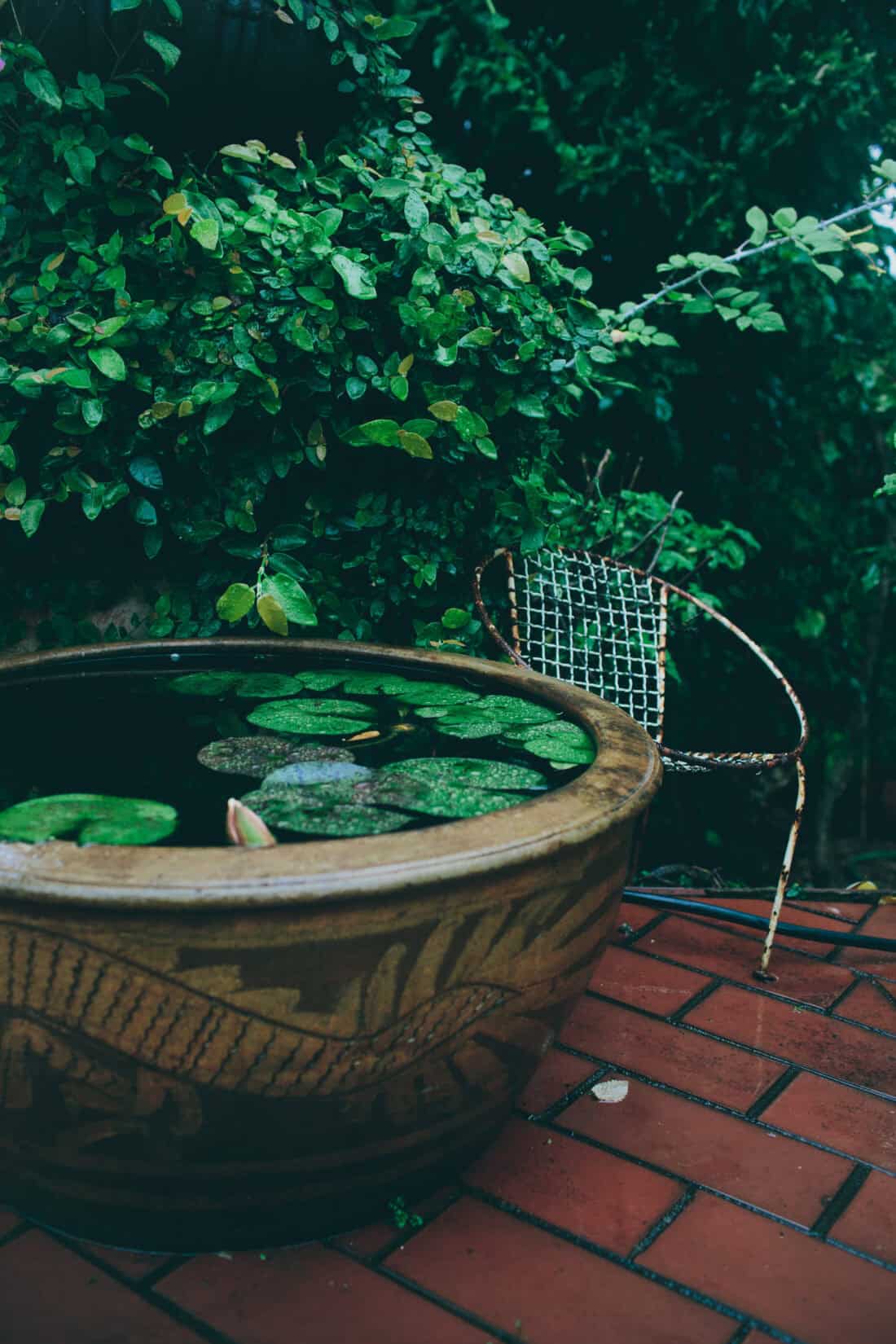 A large, decorative ceramic planter filled with water and floating lily pads sits on a brick patio, evoking the charm of a neglected Victorian garden. A metal chair with a woven backrest is positioned next to it, surrounded by dense green foliage and leafy vines in the background.