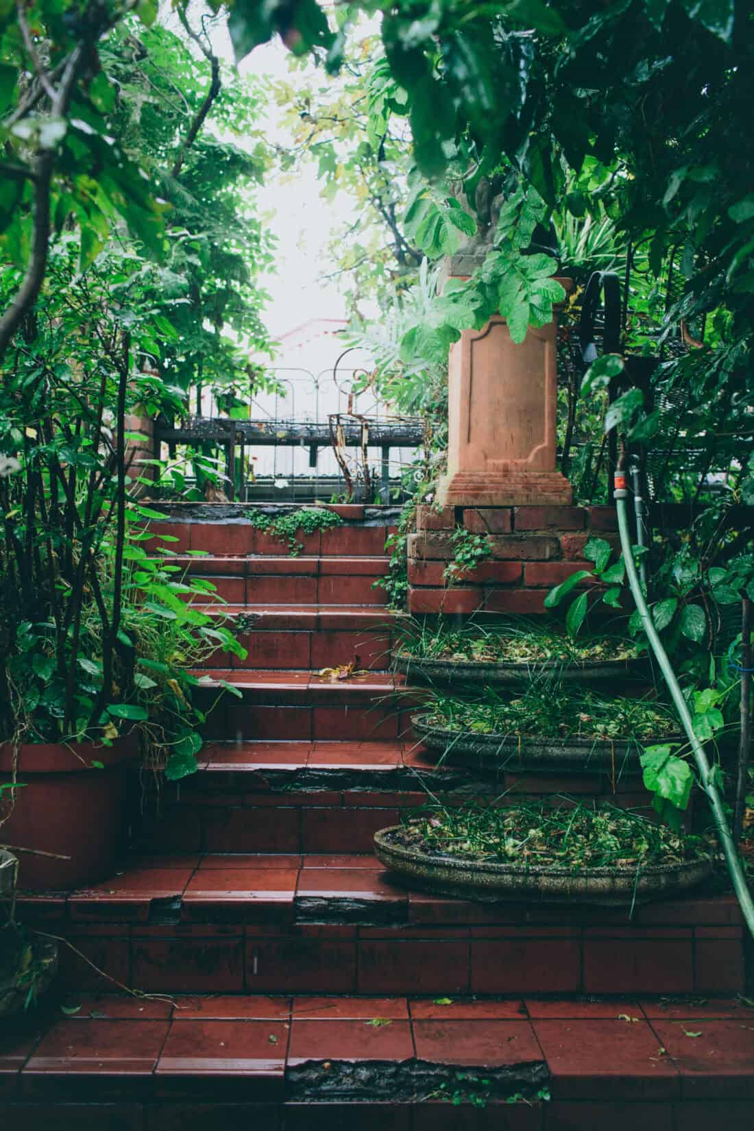 A lush green garden with wet red brick steps leading upward. The steps are adorned with potted plants and bordered by dense vegetation, evoking a neglected Victorian garden charm. A garden hose is coiled on the right, and an open gate is visible at the top, framed by more greenery.