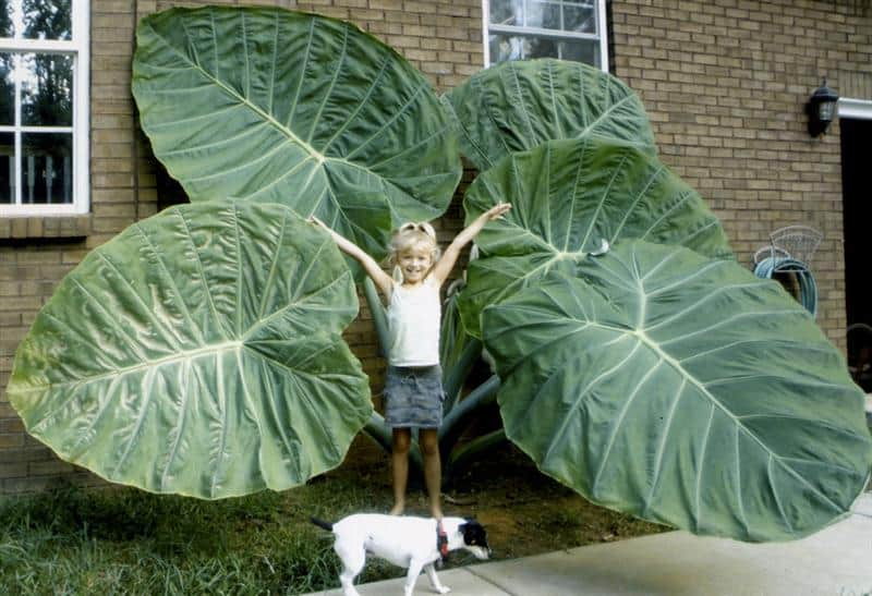 A child stands with arms raised in front of a large brick building, showcasing massive green leaves taller than the child, embodying the spirit of "G is for Gigantea" from our Latin Series. A small white dog with black patches and a red collar stands on the sidewalk in front of the child.