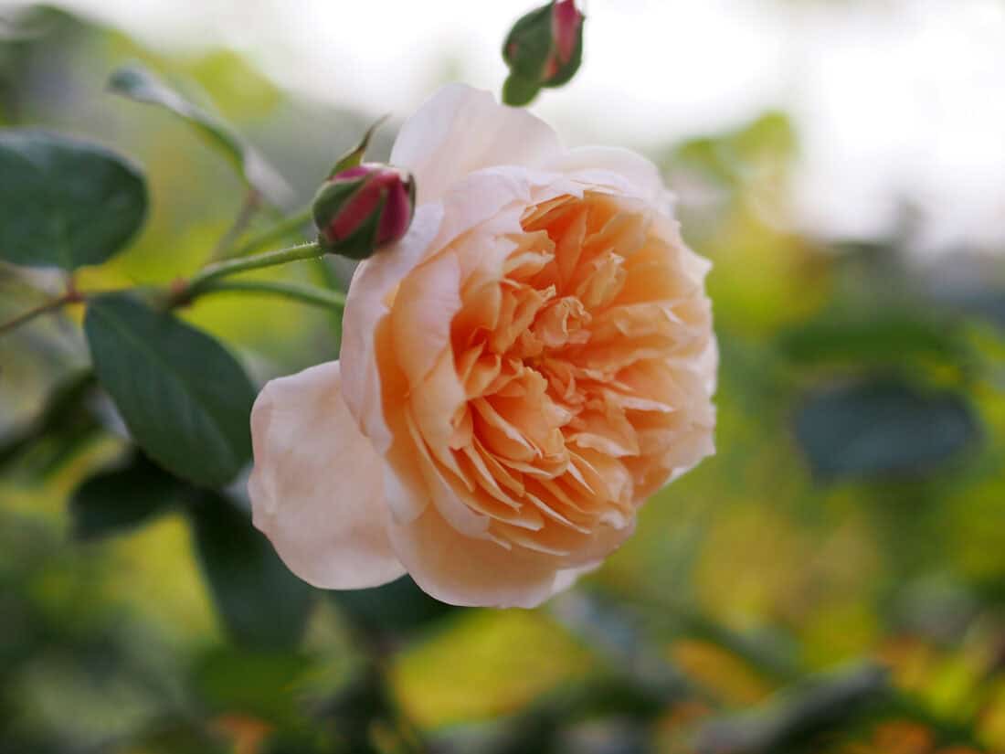 A close-up of a peach-colored rose in full bloom, with two unopened buds next to it. The green leaves and blurred background highlight the delicate petals and intricate texture of this Romance of the Rose. The soft lighting, reminiscent of Pat Leuchtman's photography, enhances its natural beauty.