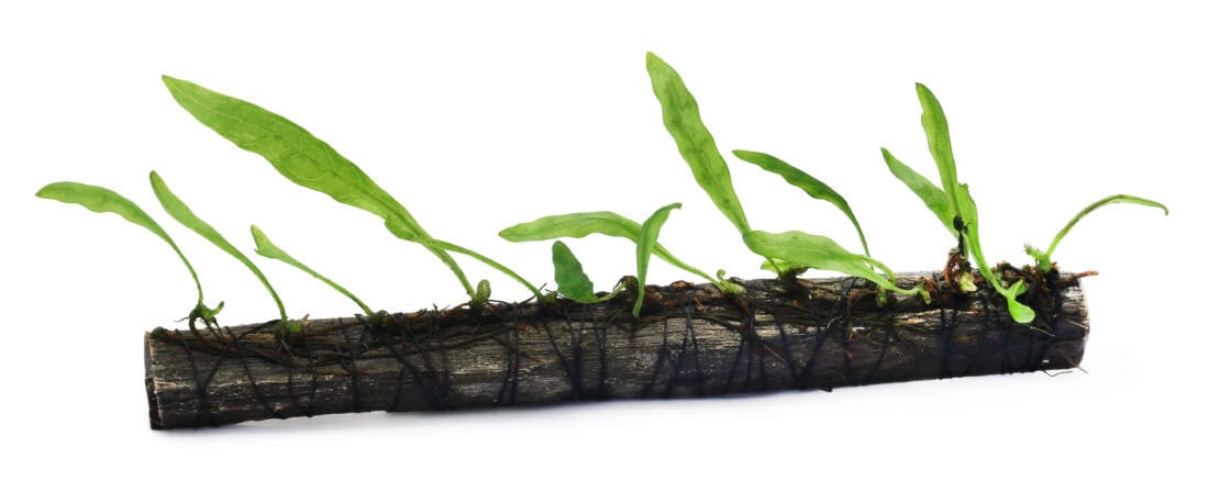 A piece of dark wood, resembling driftwood, with multiple green fern leaves sprouting from it, tied together with black thread against a white background. The fern leaves emerge at intervals along the length of the material, offering intriguing garden uses.