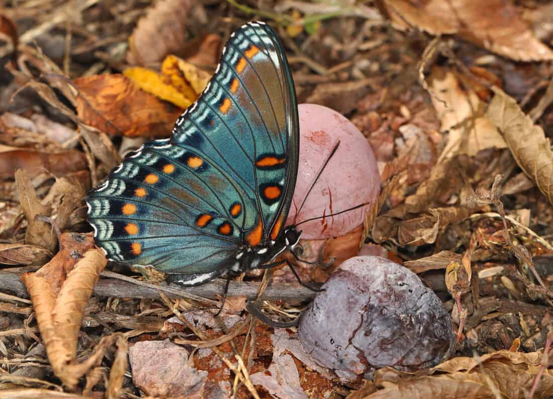 A butterfly with vibrant blue and orange spots on its wings perches on a partially eaten American Persimmon amidst dry leaves and twigs on the forest floor. The scene highlights the butterfly's striking colors against the earthy tones of the background.