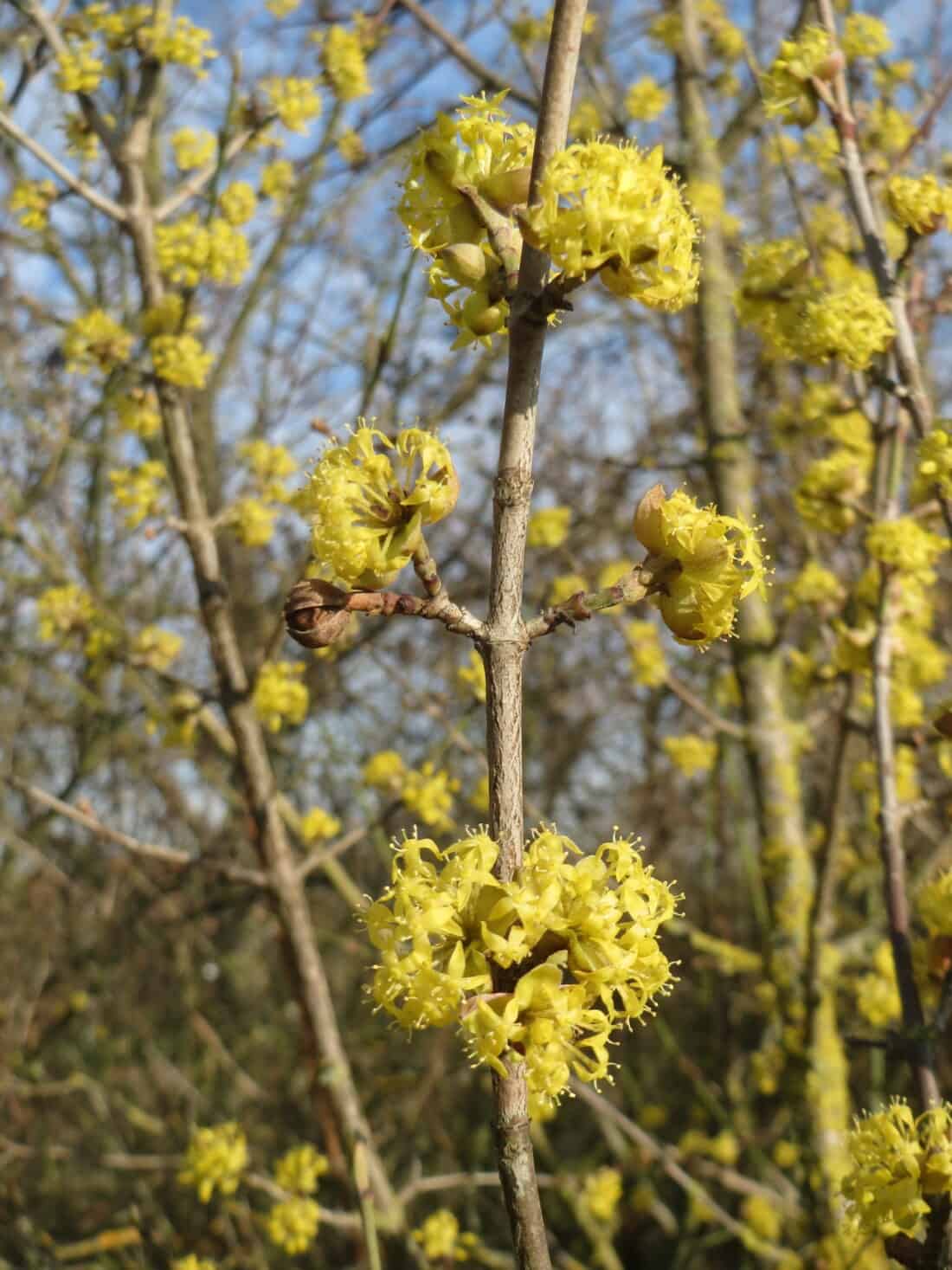 Close-up of a flowering forsythia shrub with numerous clusters of small, bright yellow flowers. The blossoms are blooming along slender, leafless branches. The background shows more branches with similar yellow blooms, all set against a clear blue sky.